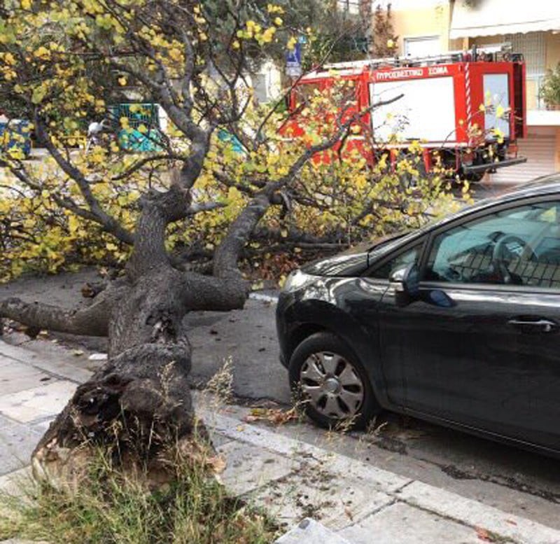 Ο Δήμος Αθηναίων αποζημιώνει για πτώσεις δέντρων σε αυτοκίνητα