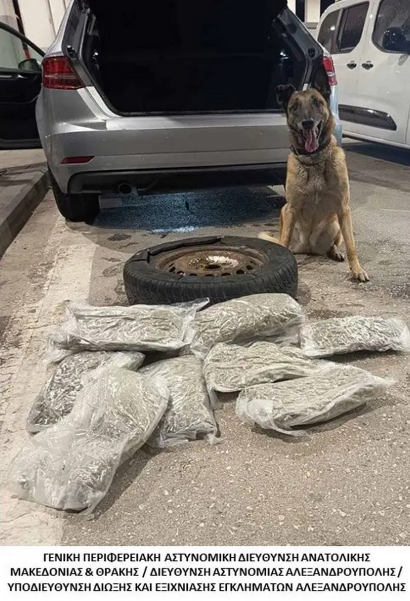 dog