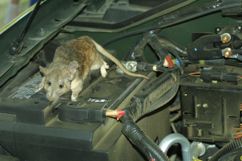 mouse car1