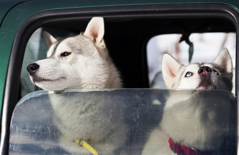 dogs-in-the-car