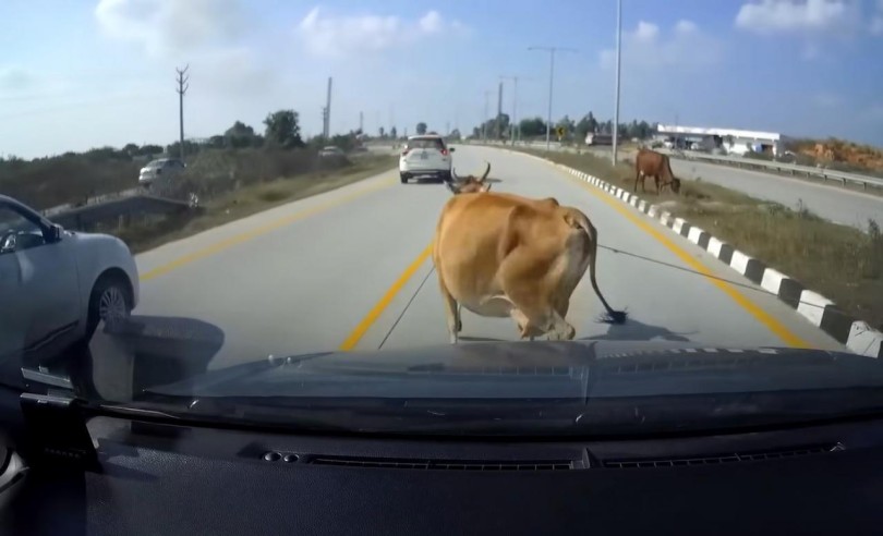 animals
