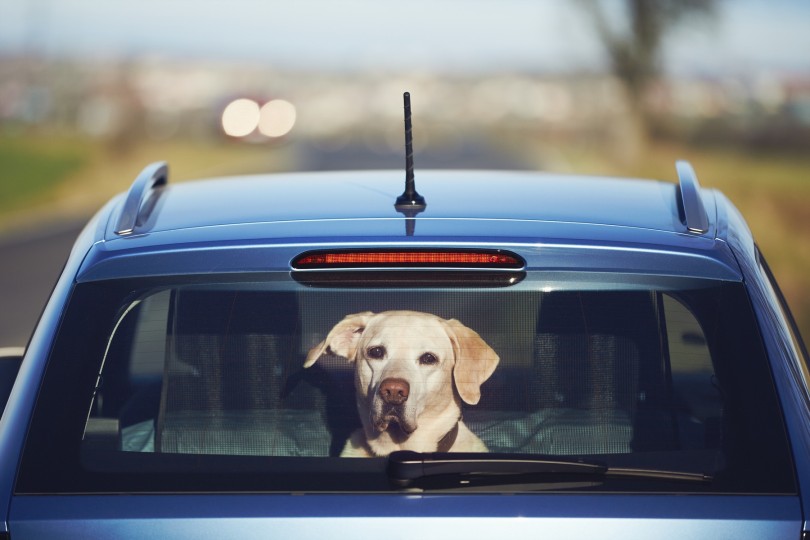 dog