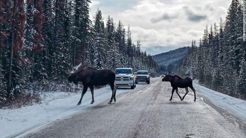 mooses-canada