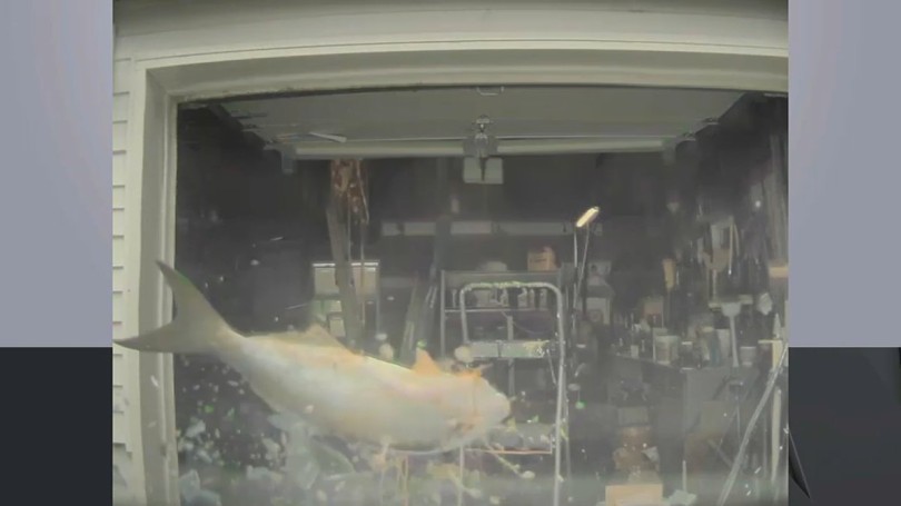 psari-fish-tesla