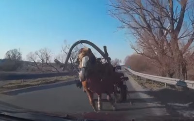 Τρακάρισμα με… άλογο! (video)