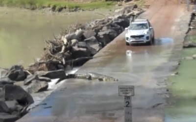 Εδώ προτεραιότητα έχουν οι… κροκόδειλοι! (video)