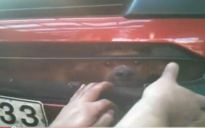 Ζωντανός σκύλος μέσα στον προφυλακτήρα