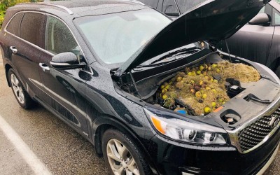 Παρέα σκίουρων έκανε… κατάληψη στον κινητήρα αυτοκινήτου