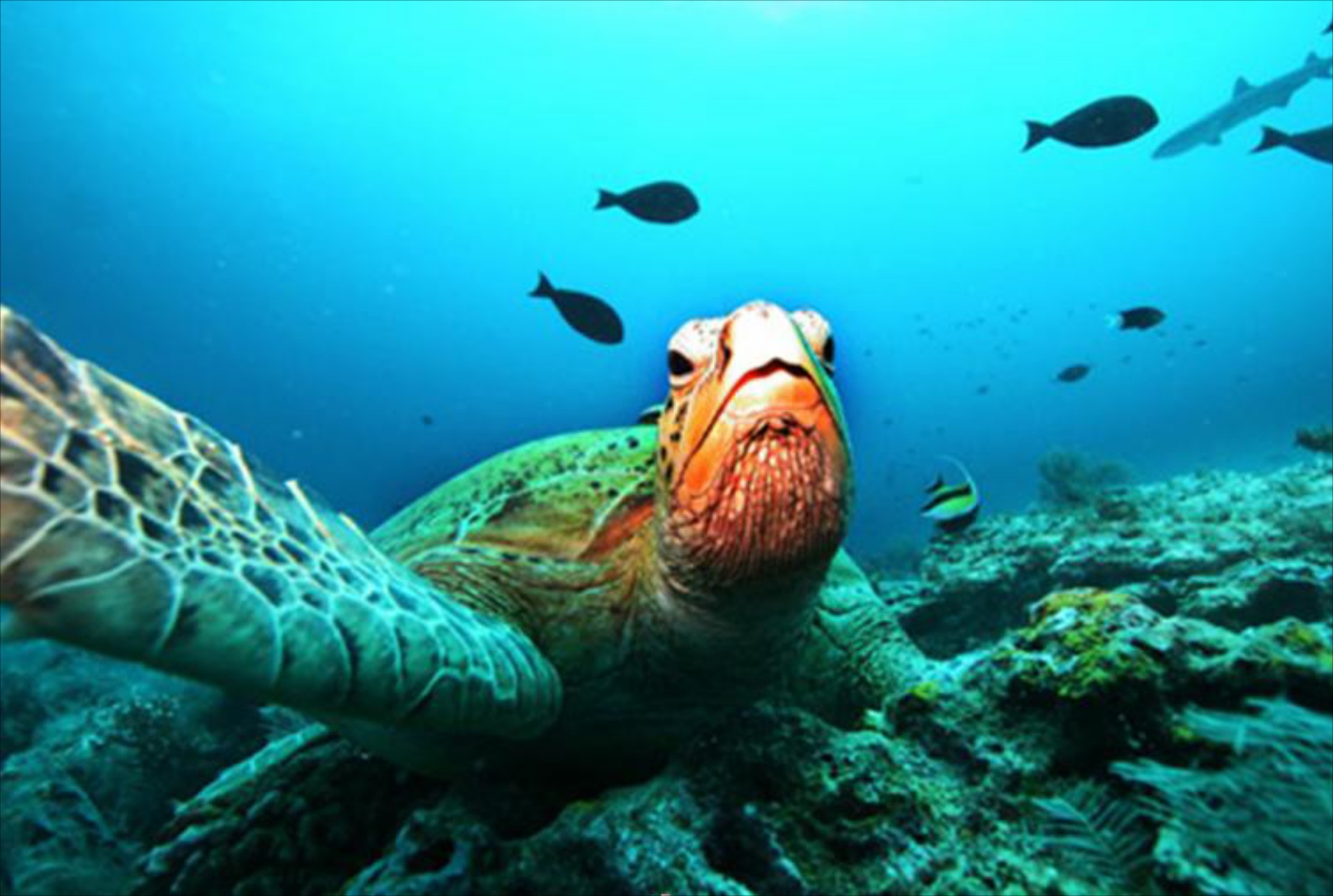 ''Ζωγραφίζω τα απειλούμενα είδη''