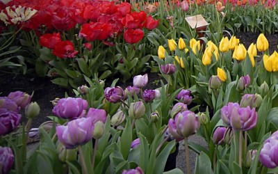 Εκδηλώσεις στα Χανιά