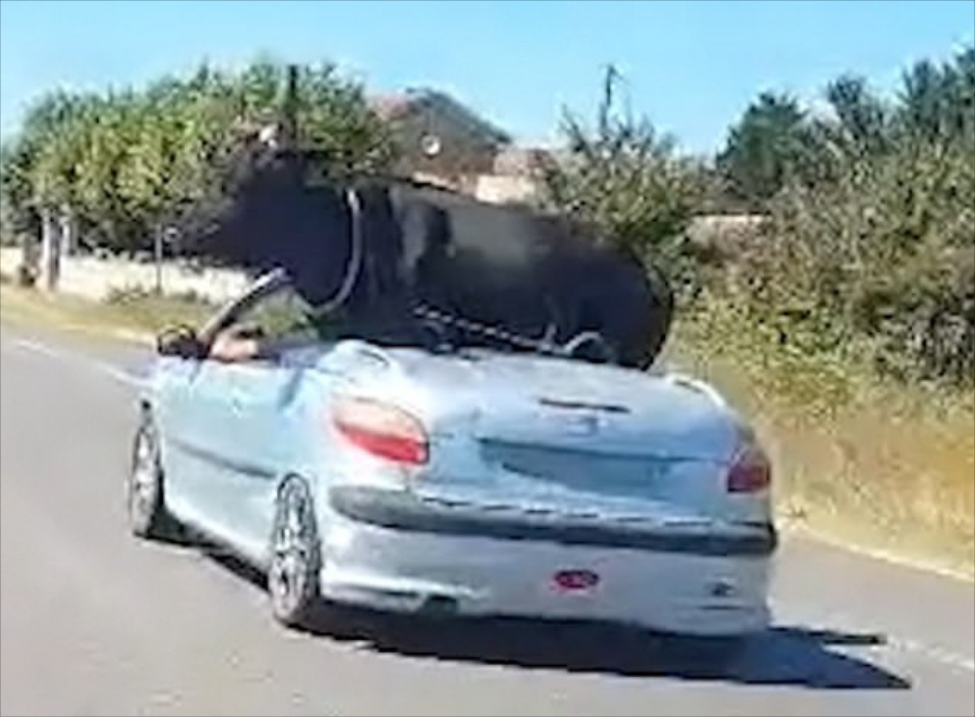 Μετέφερε ταύρο με 206 cabrio! [Video]