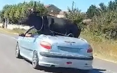 Μετέφερε ταύρο με 206 cabrio! [Video]