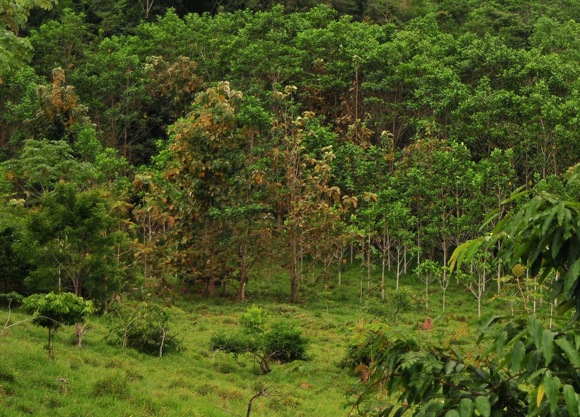 Δεντροφύτευση στην Καισαριανή