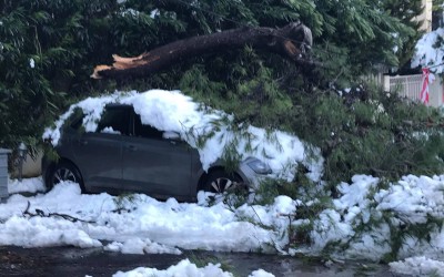 Δέντρο πάνω στο αυτοκίνητό μου: Η αστική ευθύνη του Δήμου