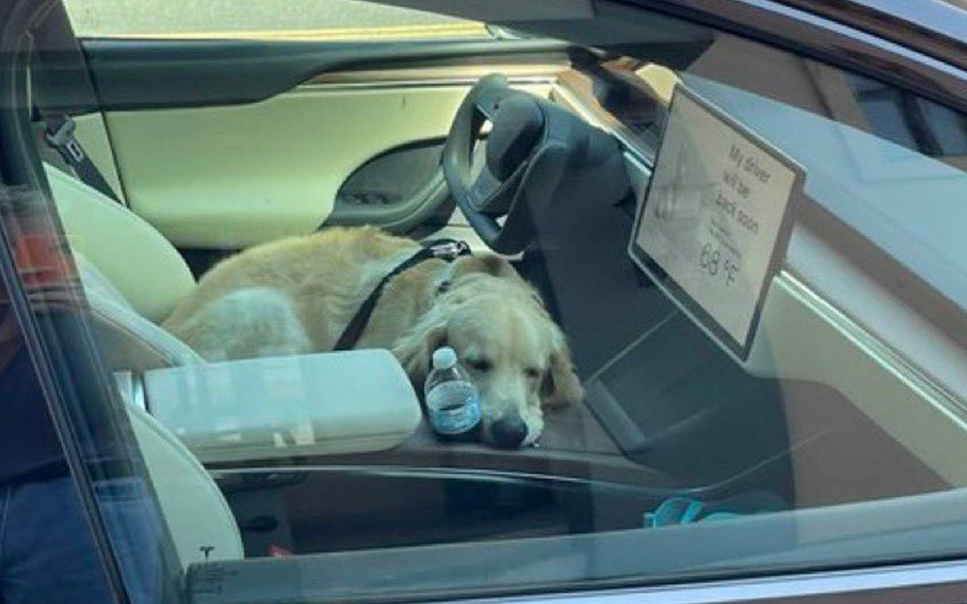 Το Dog Mode της Tesla διευκολύνει τη ζωή των ιδιοκτητών!