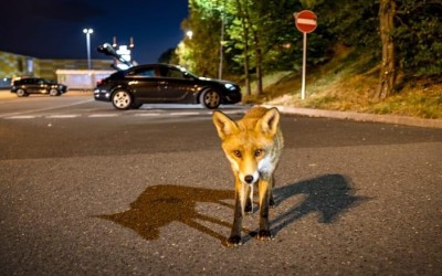 Αλεπούδες σε πόλη της Αγγλίας προκαλούν μεγάλες ζημιές στα αυτοκίνητα