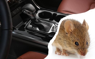 Ποντίκι στο αυτοκίνητο: Τι κάνω;