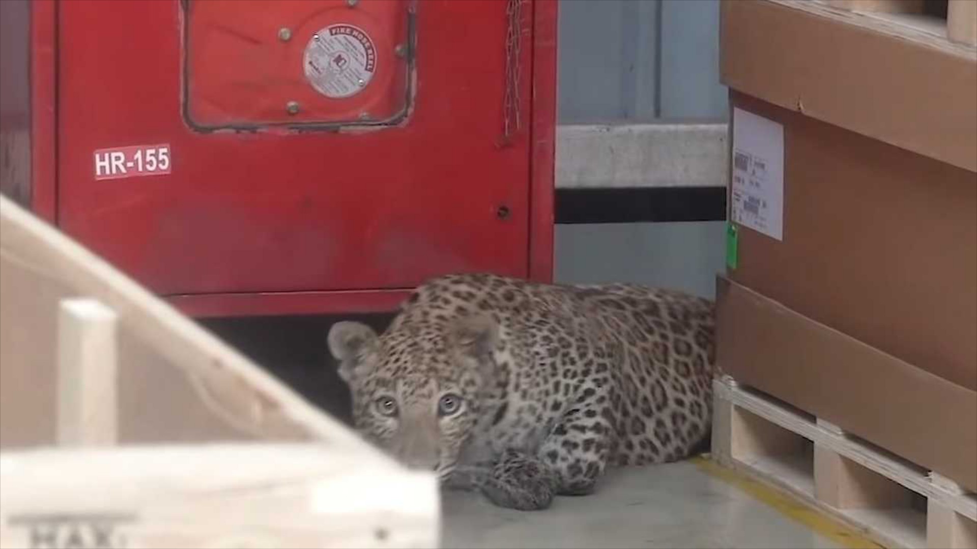 Λεοπάρδαλη προκαλεί χάος σε εργοστάσιο της Mercedes [video]