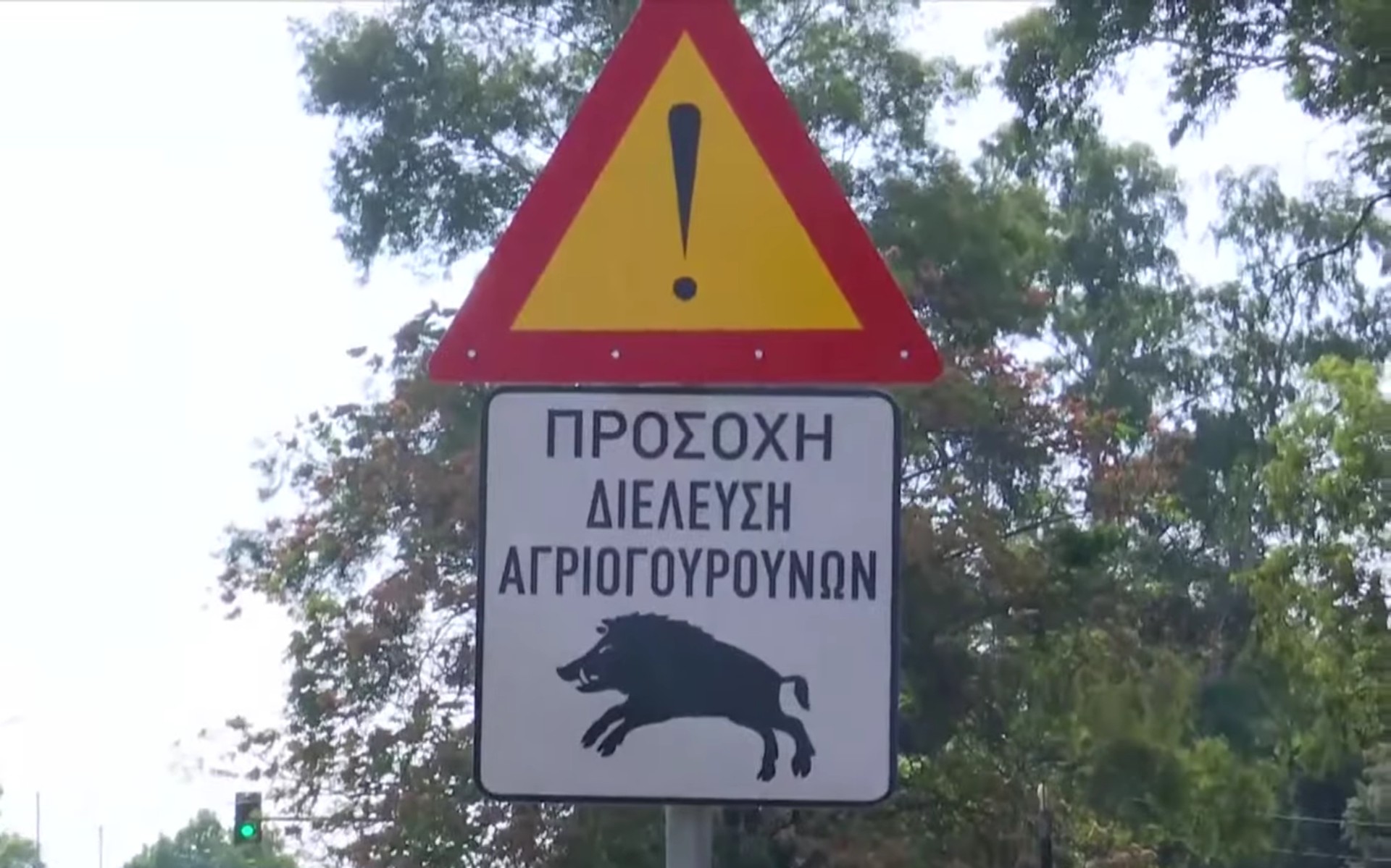 Αττική: Η λεωφόρος από την οποία περνάνε αγριογούρουνα!