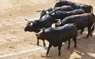 Τραγωδία στη Μύκονο: Ταύρος κάρφωσε στην καρδιά οδηγό [video]