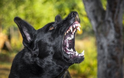 Σκυλιά επιτέθηκαν σε αυτοκίνητα και προκάλεσαν ζημιά 350.000 δολαρίων [Video]