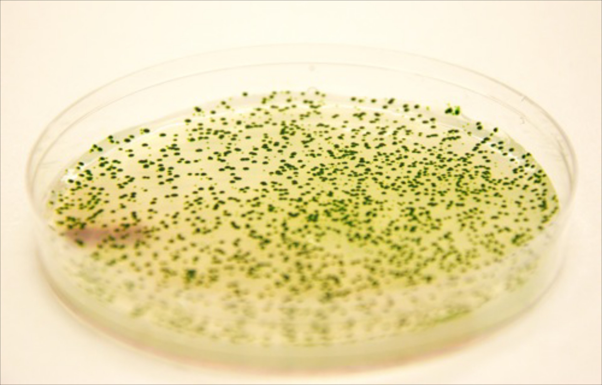 Εναλλακτικά βιοκαύσιμα από τη Phytonix