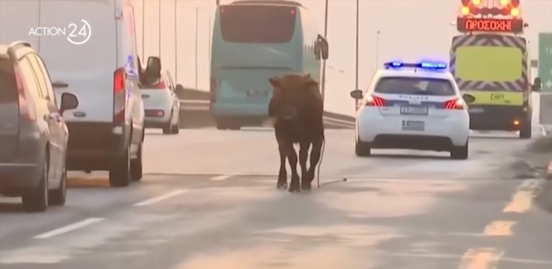 Ελλάδα: Αγελάδα βγήκε στην εθνική οδό – Σταμάτησε η κυκλοφορία [video]