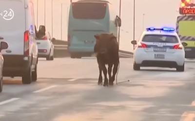 Ελλάδα: Αγελάδα βγήκε στην εθνική οδό – Σταμάτησε η κυκλοφορία [video]