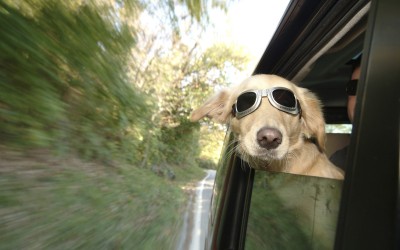 Ζώα στο αυτοκίνητο: Τι να προσέξεις σε ένα ταξίδι