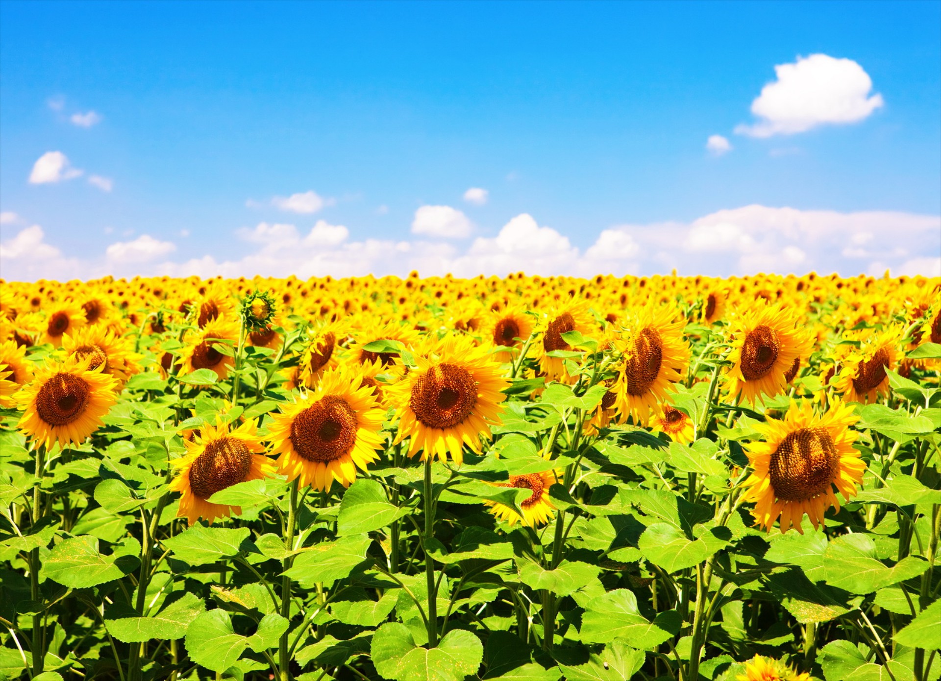 Βιοκαύσιμα: 700.000 στρέμματα στην Ελλάδα το 2012