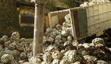 Τι κοινό έχουν τα πλαστικά ενός Ford με την τεκίλα;