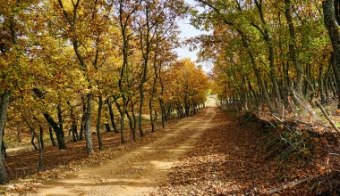 Στο Δάσος της Φολόης με Opel Astra 1.6 diesel