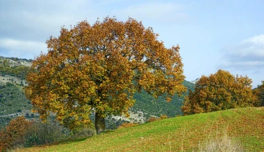 Στο Δάσος της Φολόης με Opel Astra 1.6 diesel