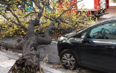 Ο Δήμος Αθηναίων αποζημιώνει για πτώσεις δέντρων σε αυτοκίνητα
