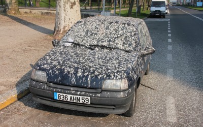 Κουτσουλιές στο αυτοκίνητο: Πώς πρέπει να τις καθαρίσεις