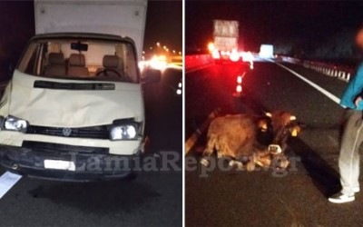 Λαμία: Τράκαρε με αγελάδα στην εθνική οδό – Δείτε εικόνες