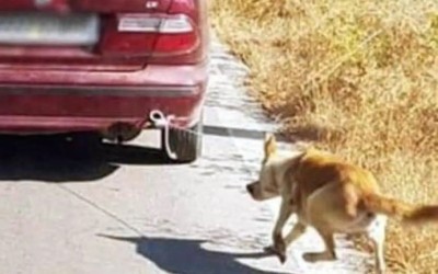 30.000 ευρώ πρόστιμο σε οδηγό που έσερνε σκύλο με το αυτοκίνητο