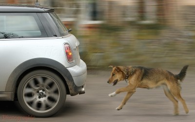Γιατί τα σκυλιά αγαπούν να κυνηγούν αυτοκίνητα — Πώς θα το σταματήσετε