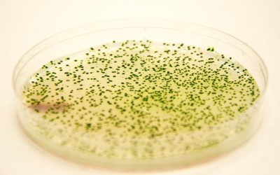 Εναλλακτικά βιοκαύσιμα από τη Phytonix

