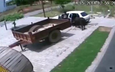 Video: Απαγωγή αγελάδας με …αυτοκίνητο

