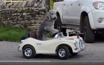 Σκύλος οδηγεί… Rolls-Royce (VIDEO)