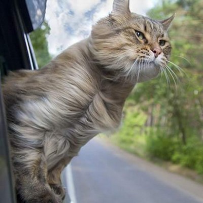 Ταξιδεύοντας με τη γάτα σου!