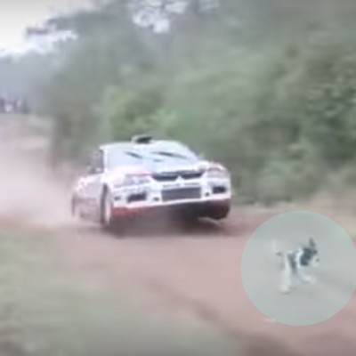 Ο πιο τυχερός σκύλος του κόσμου; (video)