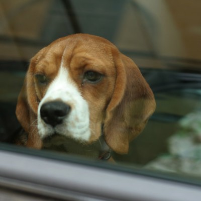 Μην αφήνετε τα ζώα μέσα στο αυτοκίνητο!