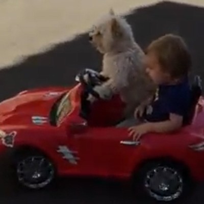 Σκύλος πάει βόλτα ένα παιδί. Όντως;(video)