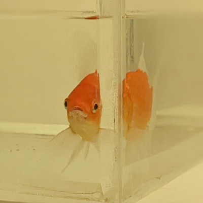 Αυτό το χρυσόψαρο έμαθε να οδηγεί! [video]