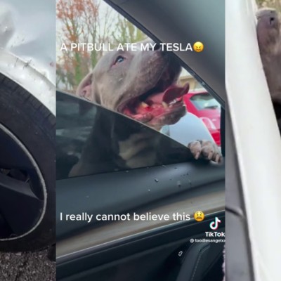 Πίτμπουλ καταστρέφει Tesla με τα δόντια! [video]