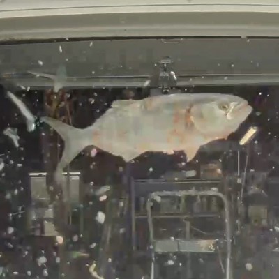 Ψάρι πέφτει από τον ουρανό και σπάει το παρμπρίζ ενός Tesla - Δείτε το απίστευτο video!