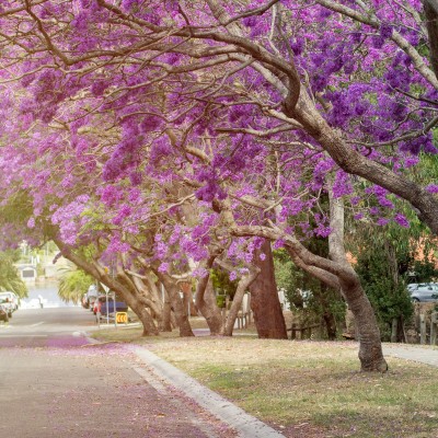 Αθήνα: Η λεωφόρος των 1.300 μέτρων με τα εξωτικά δέντρα