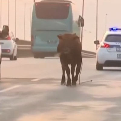 Ελλάδα: Αγελάδα βγήκε στην εθνική οδό – Σταμάτησε η κυκλοφορία [video]